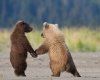 animals,cuteness,animal,bears,cute,telefons-174bd6a77cf8a60ac881c2d0db8f4332_h.jpg