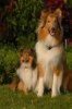 Shetland_Sheepdog_and_Rough_Collie.jpg