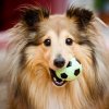 Shetland-Sheepdog-fb.jpg