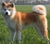 AKITA.jpg