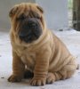 LaurensSharpei.jpg