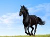 black-horse-black_horse.jpg