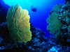 Gorgonian Fan pictures underwater photos.jpg