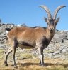 Spanish_ibex.jpg