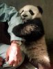 panda-hug_2.jpg