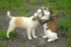 animalhugs13.jpg