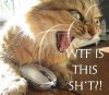 wtf-cat-edited1.jpg