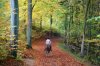 1939621-687455-rider-on-horse-in-a-forest-in-autumn-in-denmark.jpg