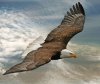 0806221131111birds_eye_view_images_of_eagle.jpg