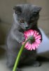 kitten-with-flower.jpg