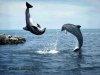 Dolphins Playing.jpg