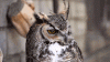 Owl and wind.gif