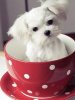 Cup_Of_Puppy.jpg