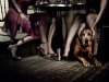 dog-between-the-legs-wallpaper.jpg