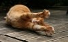 ws_Sleepy_Stretching_Cat_2560x1600.jpg