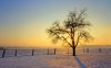 snow-morning-sunlight-with-tree-landscape-wallpaper.jpg