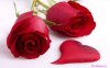 resized_rose_flovers_for_love_people.jpg