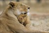 mum,lioness,and,cub,animal,lion,love,mother-d38a25791b1d82809b45ce3a8ef90ba2_h.jpg