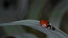 ladybug gif.gif