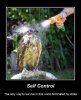 self control owl.jpg