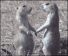 Prairie-dog-steals-kiss-boop.gif