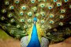 25-Most-Beautiful-Animals-Photography-StumbleUpon-5.jpg