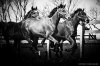 Galloping-horses_01_by_54ka.jpg