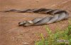 snake-fight.jpg