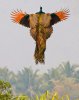 A rare image of a flying peacock.jpg