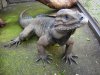 A rare Rhinoceros Iguana.jpg