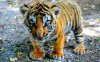 Bengal tiger cub.jpg