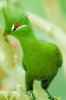 Green Turaco.jpg