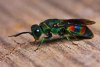 Not all wasps are yellow. Here's a multi-colored Cuckoo Wasp.jpg