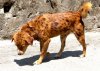 Spotted Dog from Kalimpong (Canis lupus familiaris)..jpg