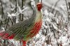 The Blood Pheasant.jpg