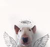 Bull Terrier 1.png