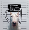 Bull Terrier 2.png