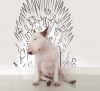 Bull Terrier 5.png