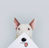 Bull Terrier 10.png