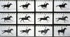 edgard muybridge horse in motion.jpg