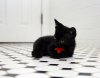black kitten.jpg