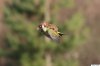 Baby Weasel Flying On A Woodpecker.jpg