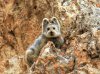 the ili pika.jpg