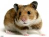 ob_5f091a_traumatisme-du-hamster.jpg