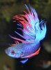 Siamese Fighting Fish 9.jpg