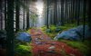 beautiful_forest-1546655.jpg