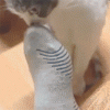 gifs_01.gif