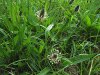 Plantain, Ribwort (Plantago lanceolata) Old Fosse Sapcote SP 5030 9289 (taken 11.7.2008).JPG