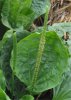 5 plantago major.jpg