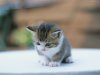 petit-chat-chaton-top-mignon.jpg